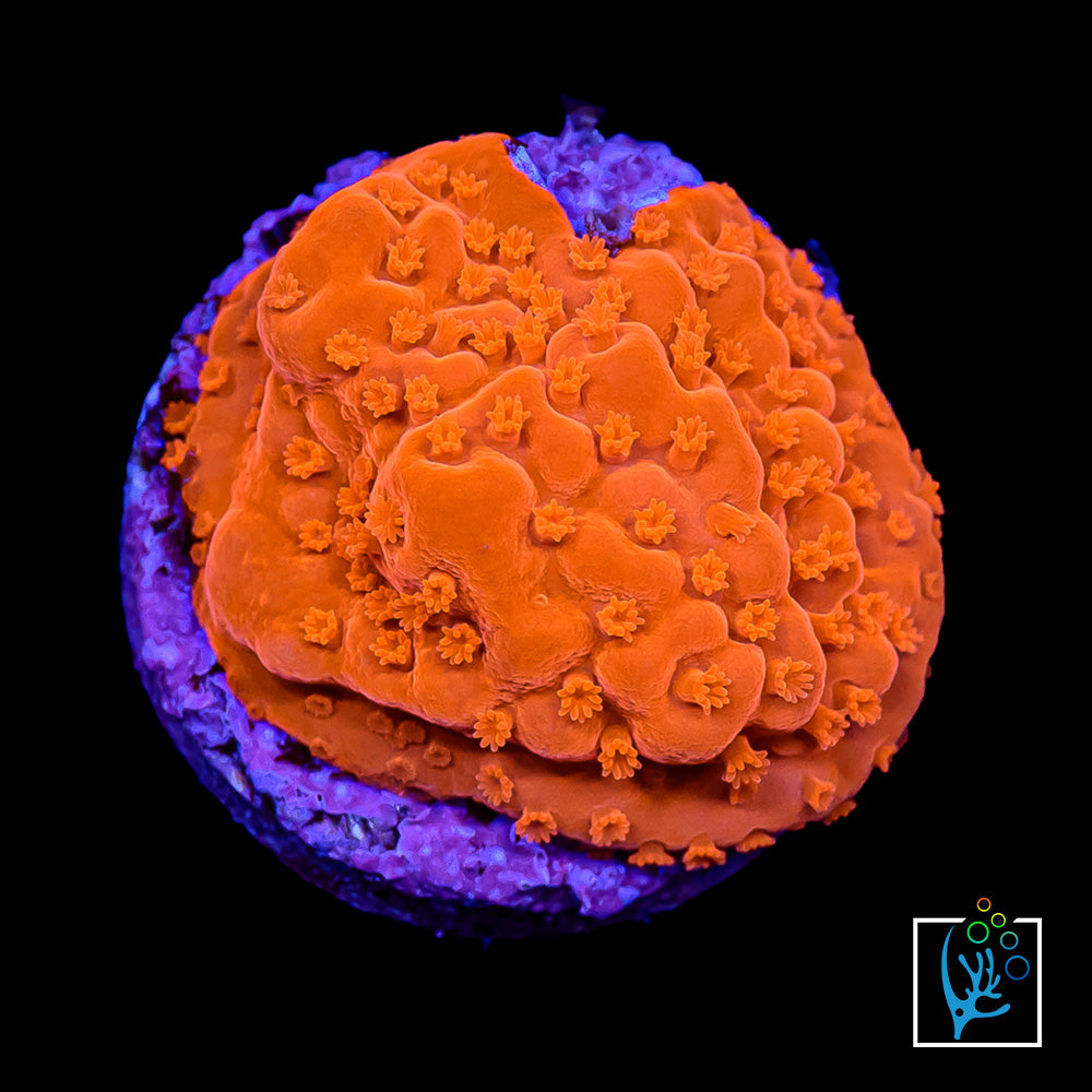 Red Undata Montipora