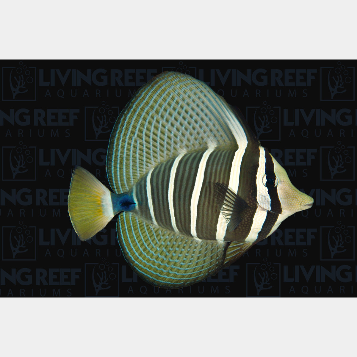 Sailfin Tang