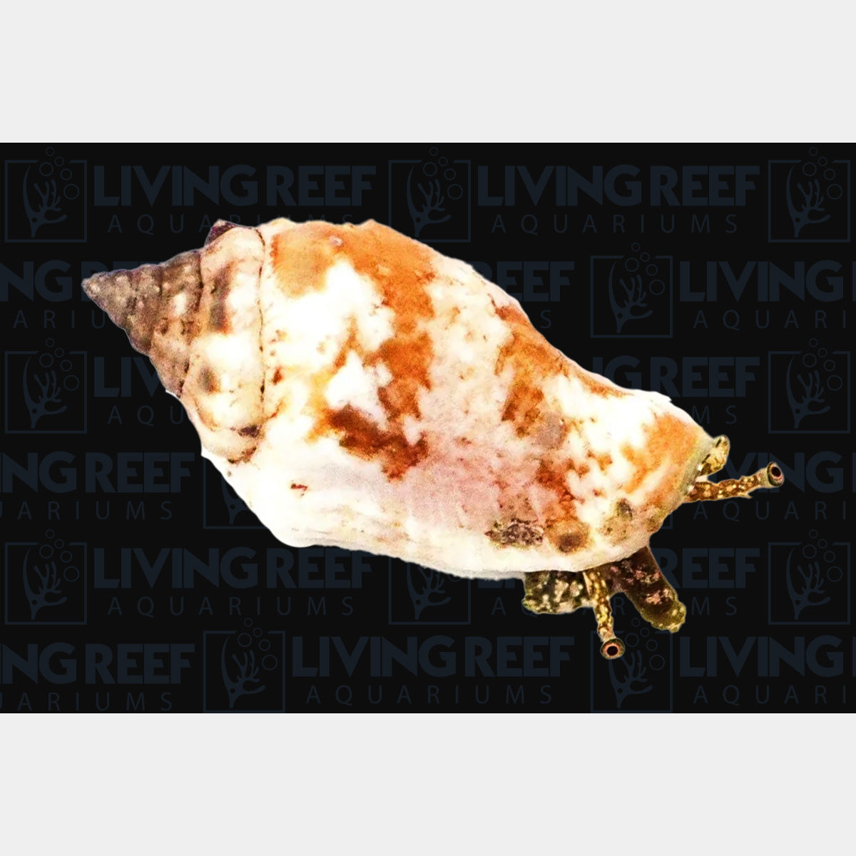 Sand Sifting Conch