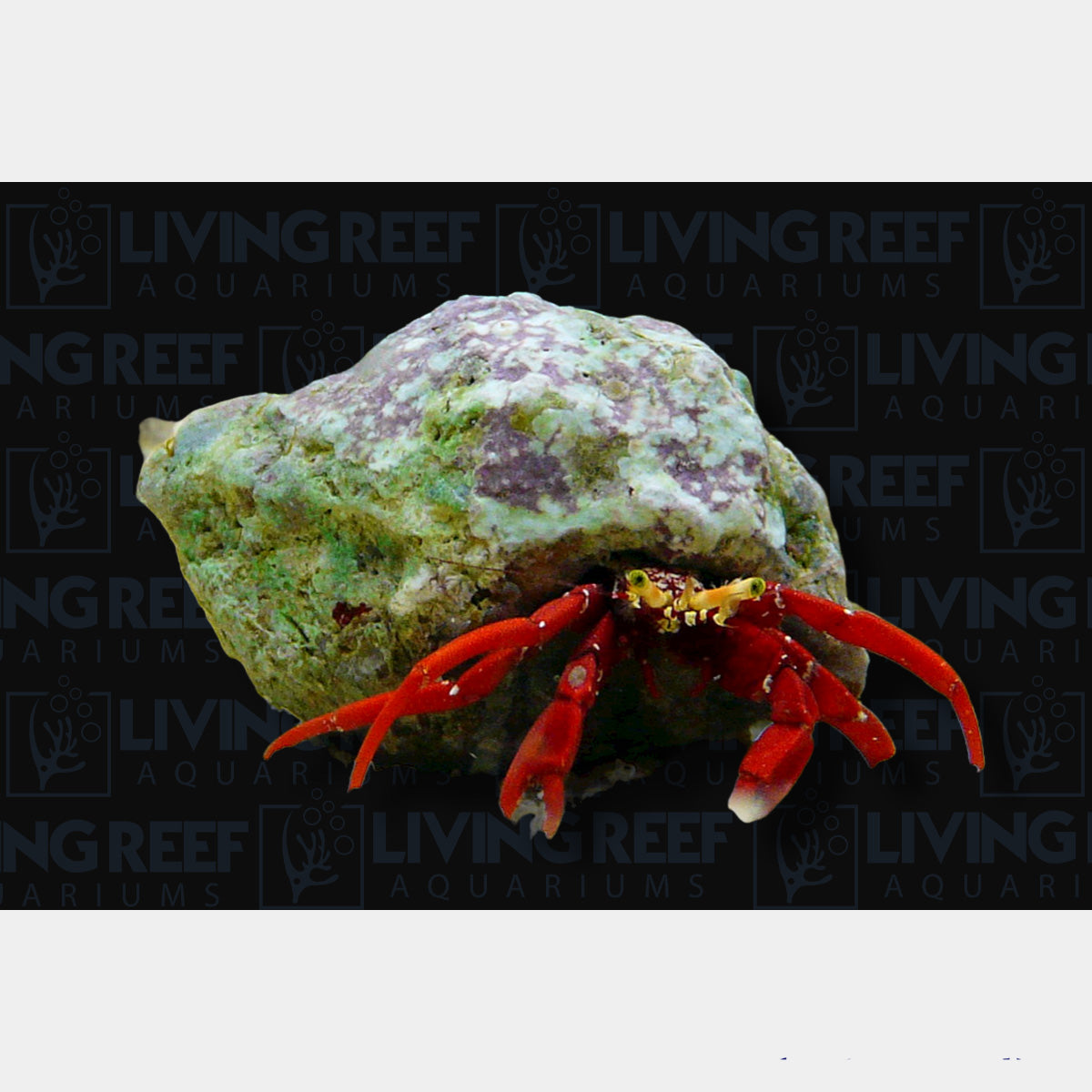 Scarlet Reef Hermit