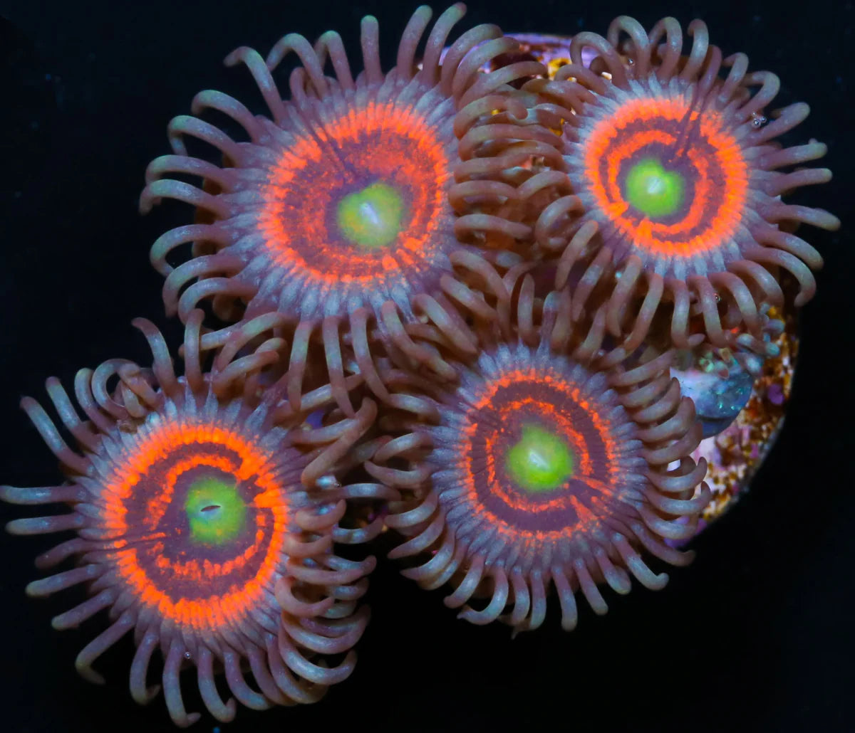 GobbStopper Zoa