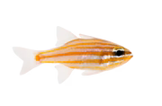 Yellow Striped Cardinal fish