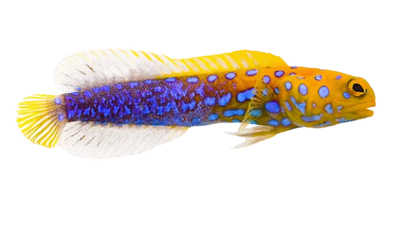 Blue Spot Jawfish