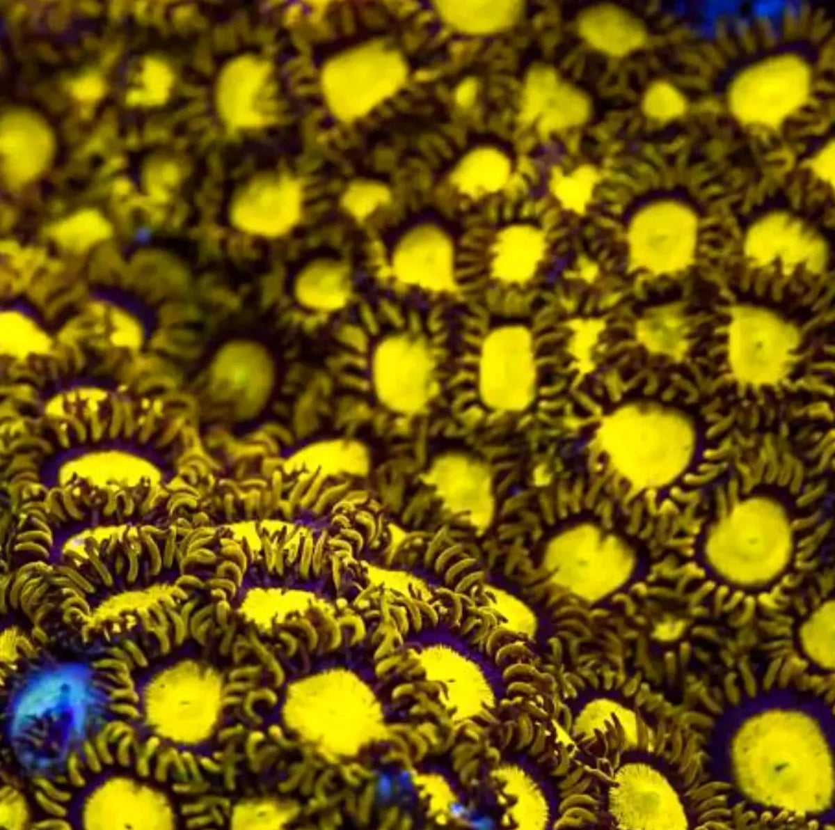 King Midas Zoa
