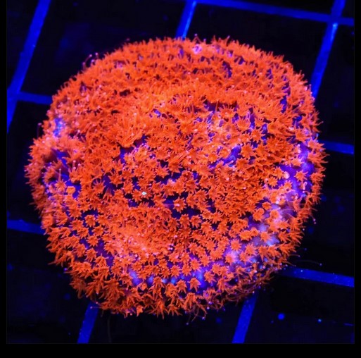 Superman Stylocoeniella