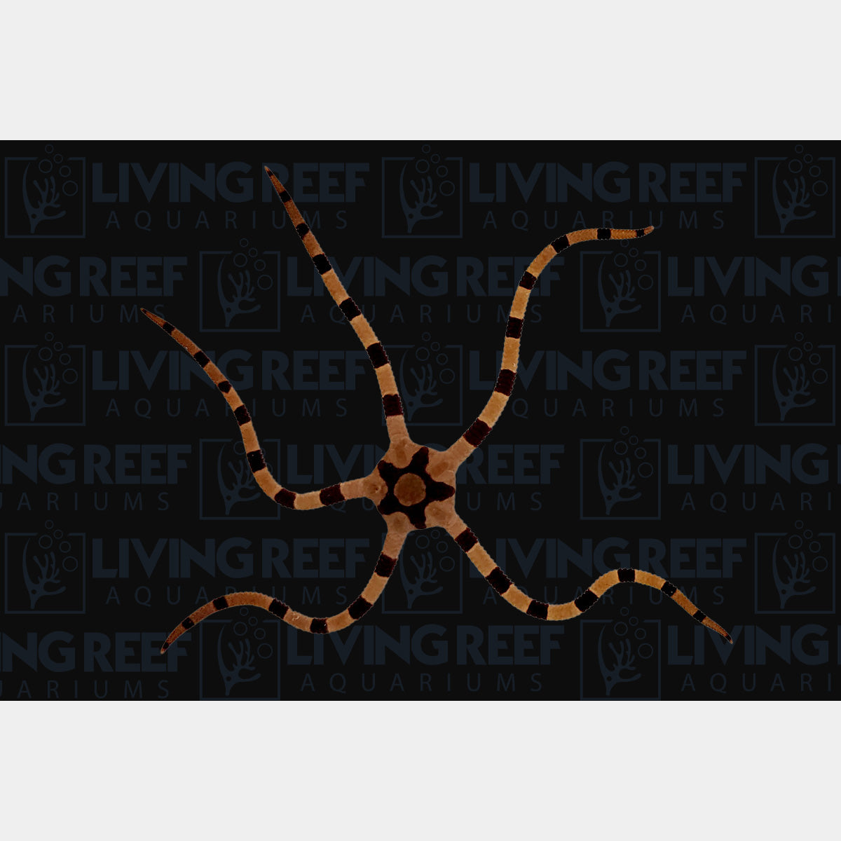 Serpent Sea Star