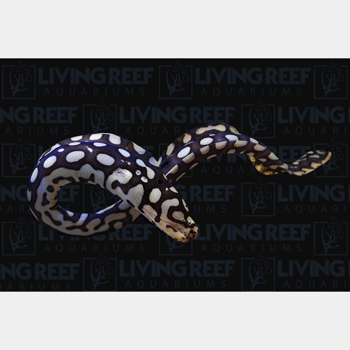 Skeletor Eel