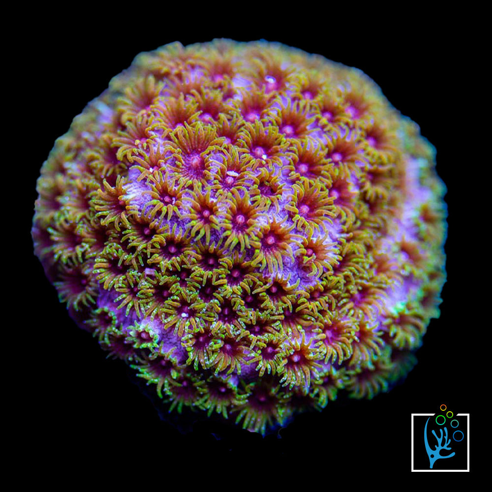 Skittlebomb Cyphastrea