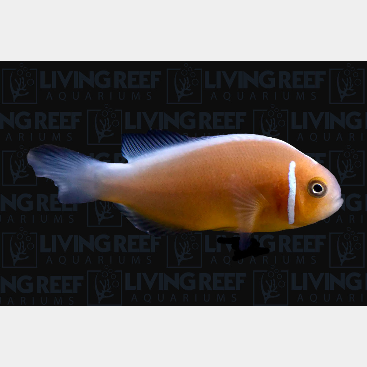Orange Skunk Clown Fish (Captive bred ProAquatix)