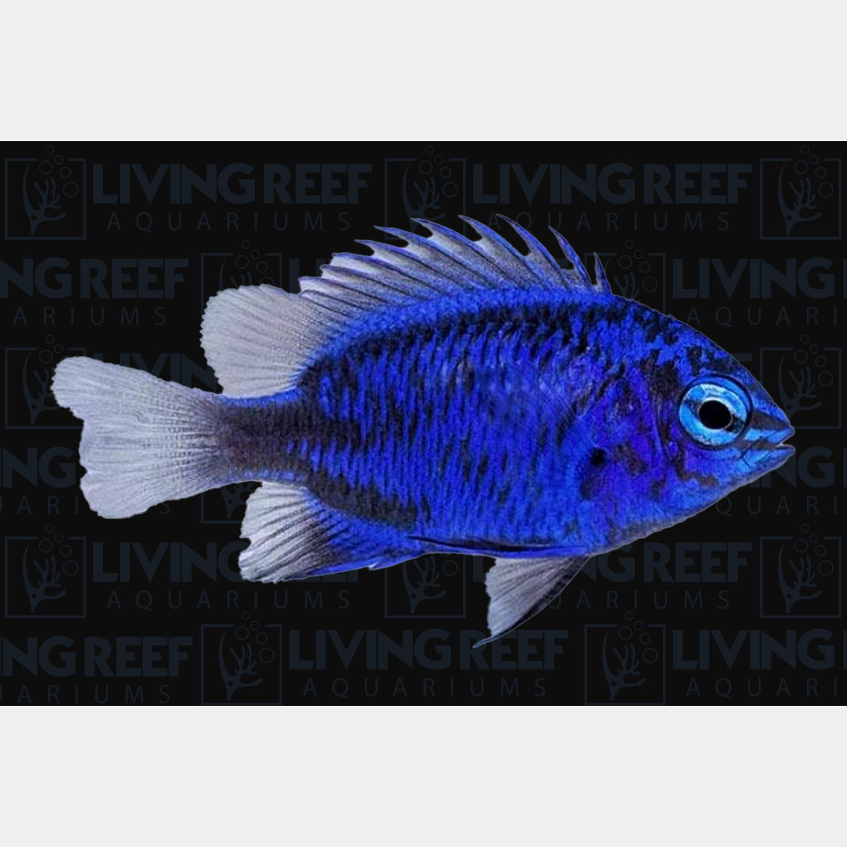 Springeri Damsel