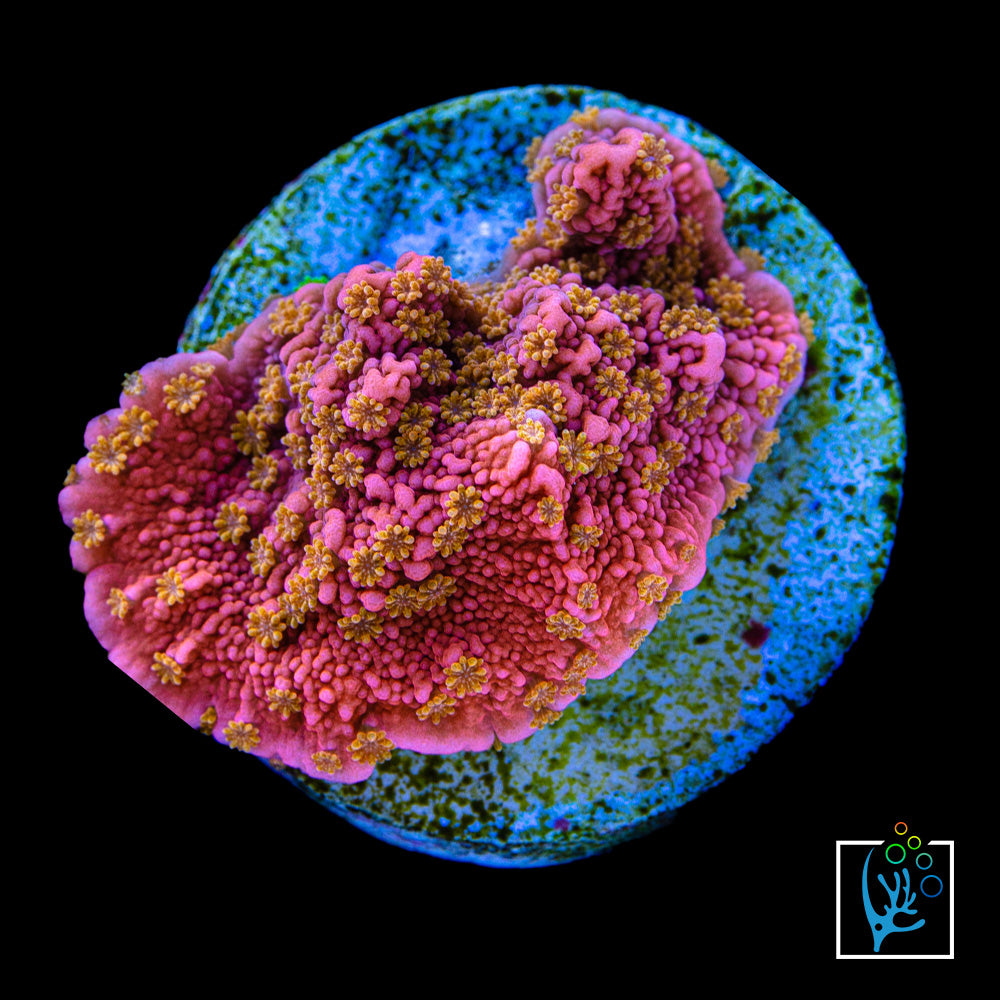 Sunburst Montipora