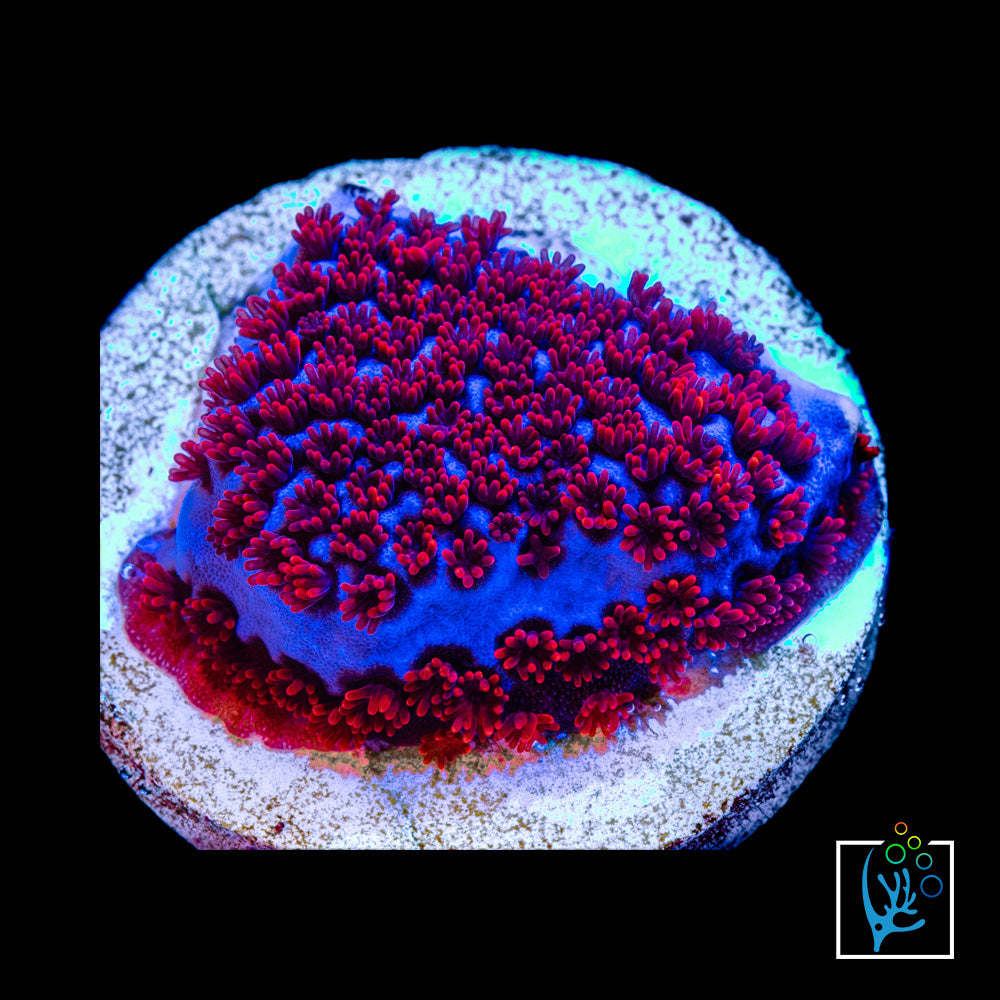 Superman Montipora