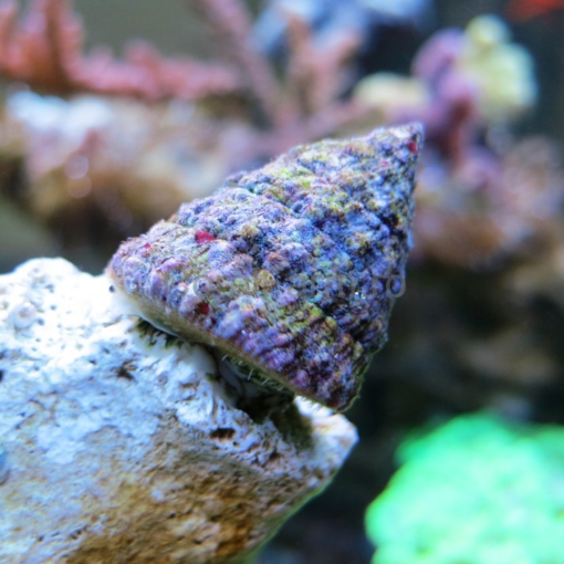 Spiny Trochus Snails