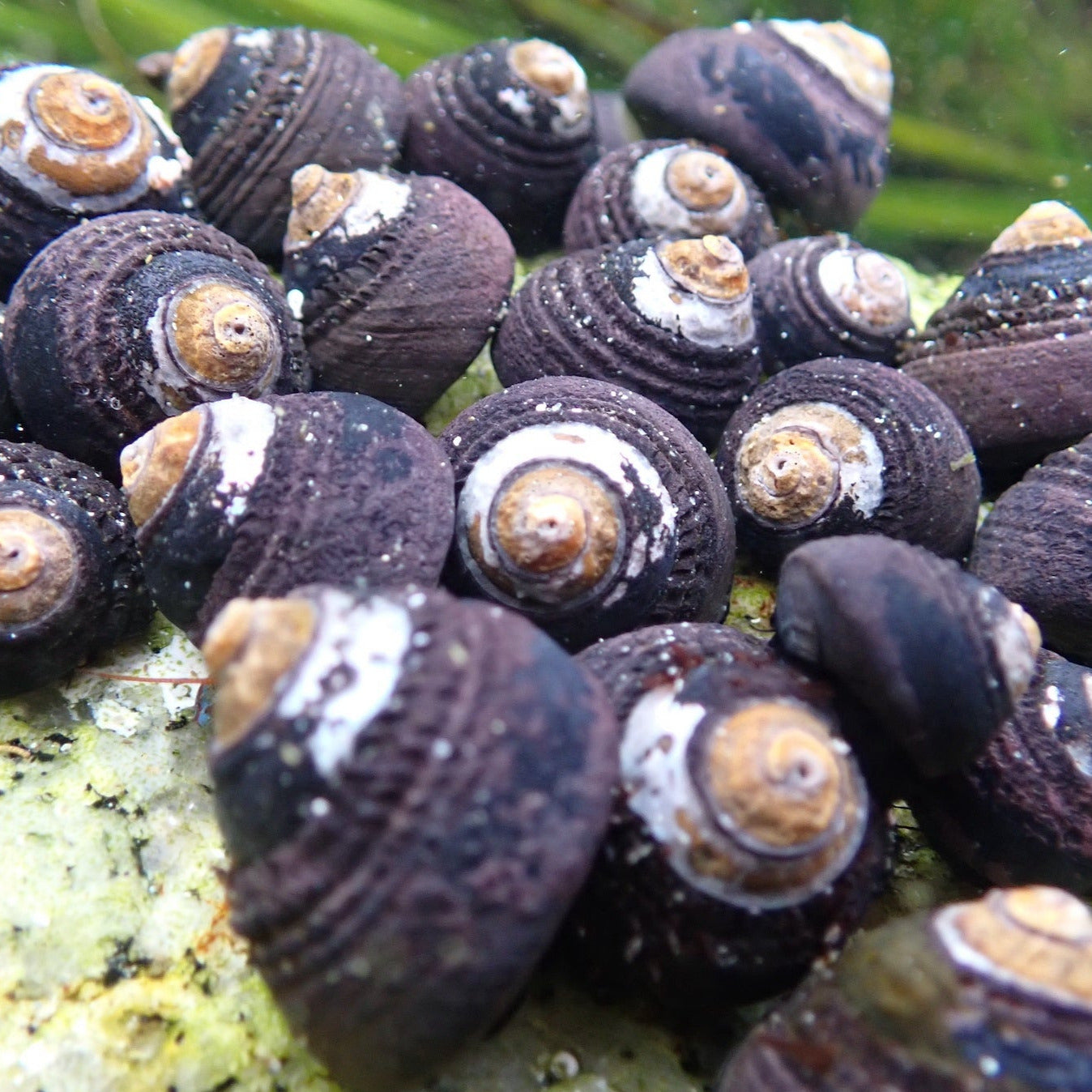 Black Turban Snail