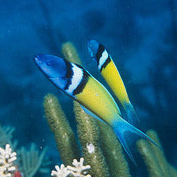 Blue Headed Lunar Wrasse
