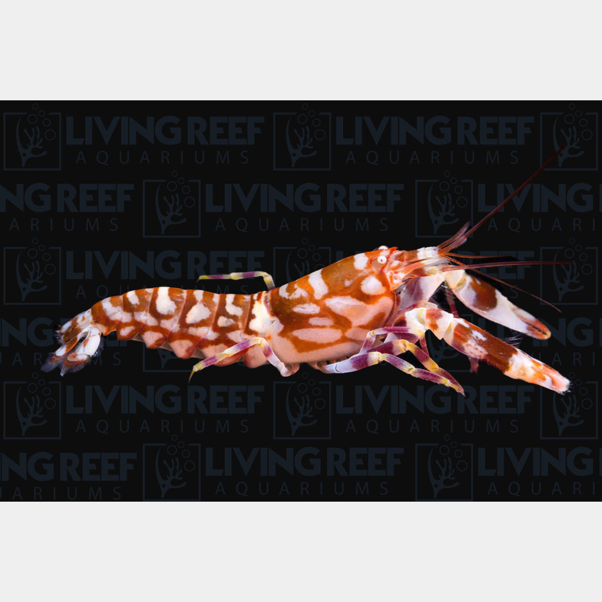 Tiger Pistol Shrimp