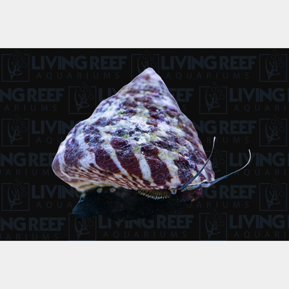 Trochus Snail