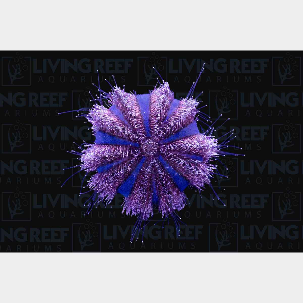 Tuxedo Urchin