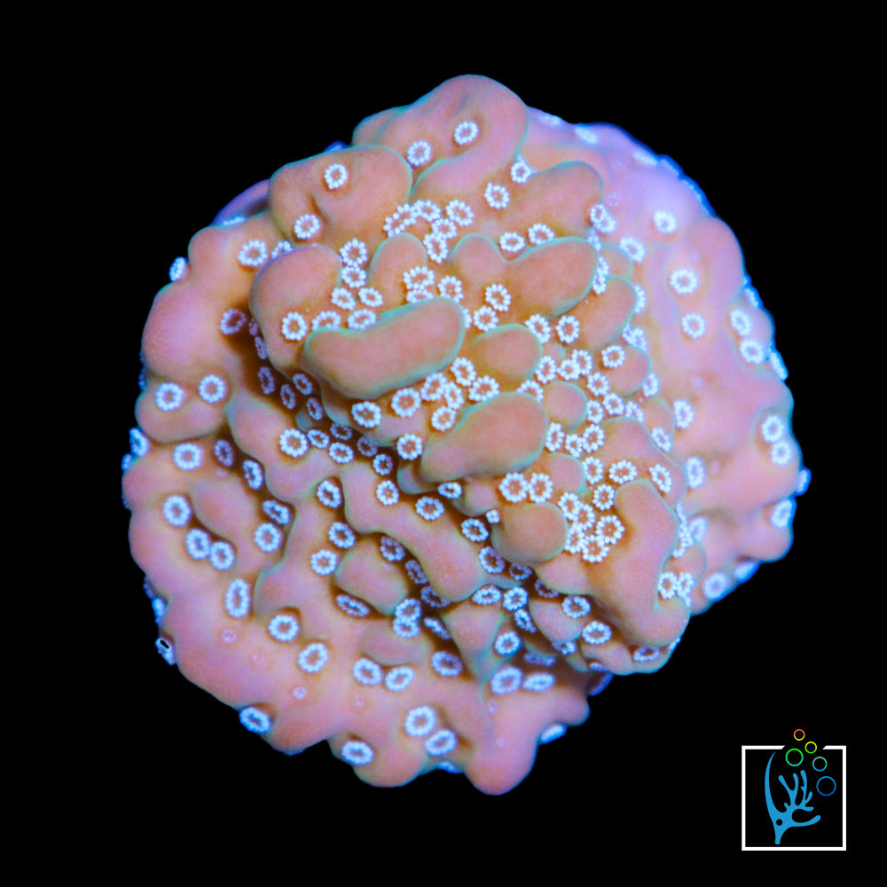 Undata Montipora