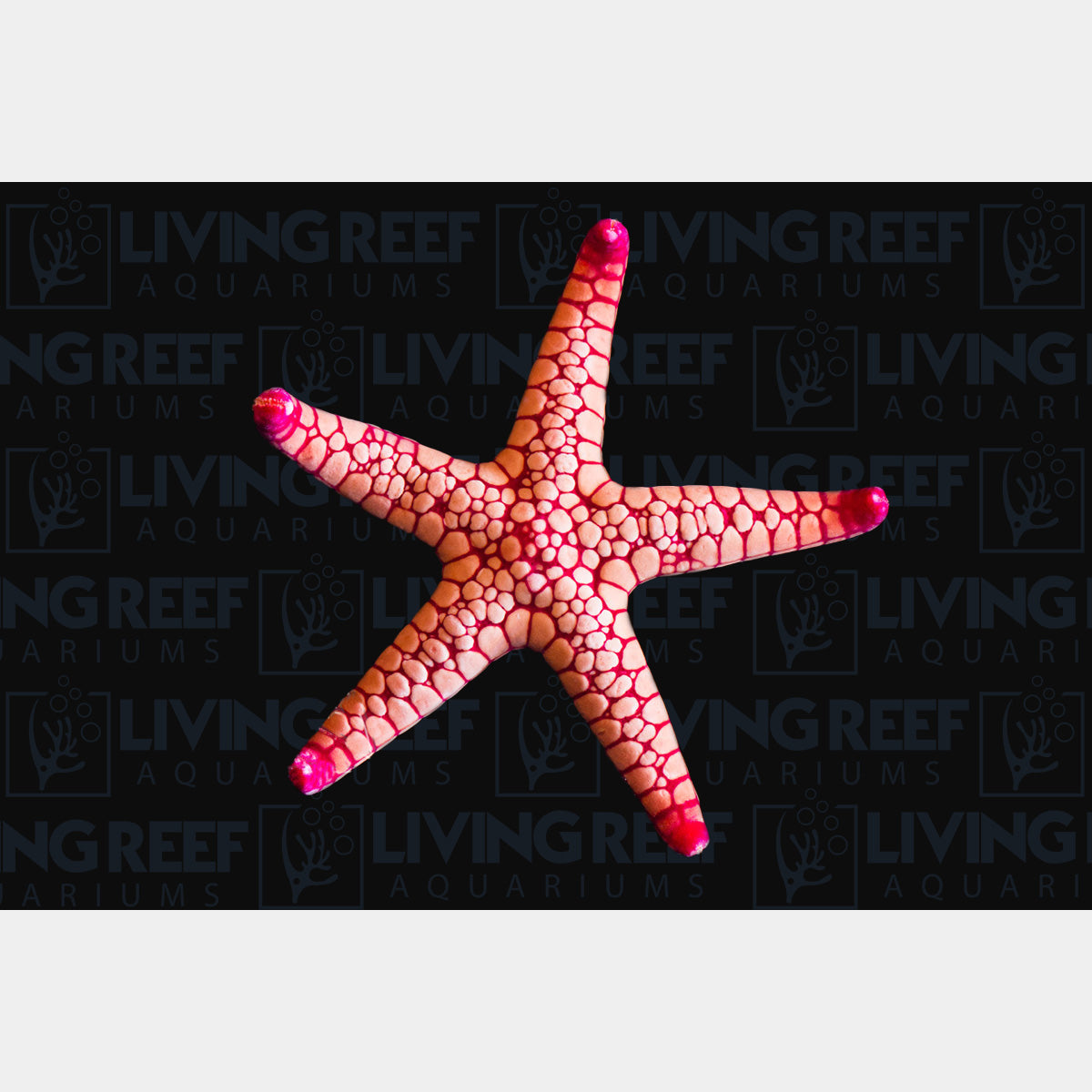 Volcano Fromia Starfish
