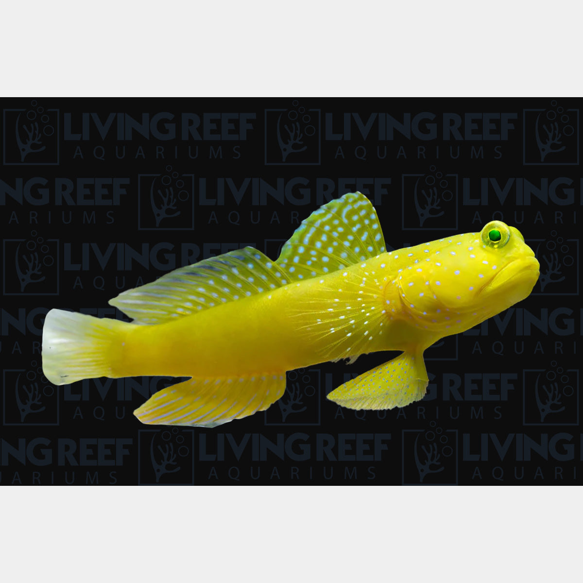Yellow Watchman Goby