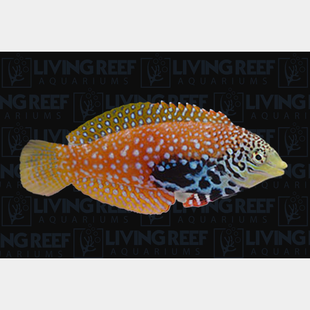 Ornate Leopard Wrasse