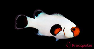 Wyoming White Clown Fish