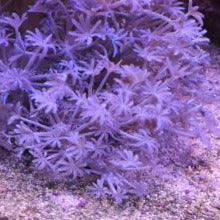 Pulsing Xenia