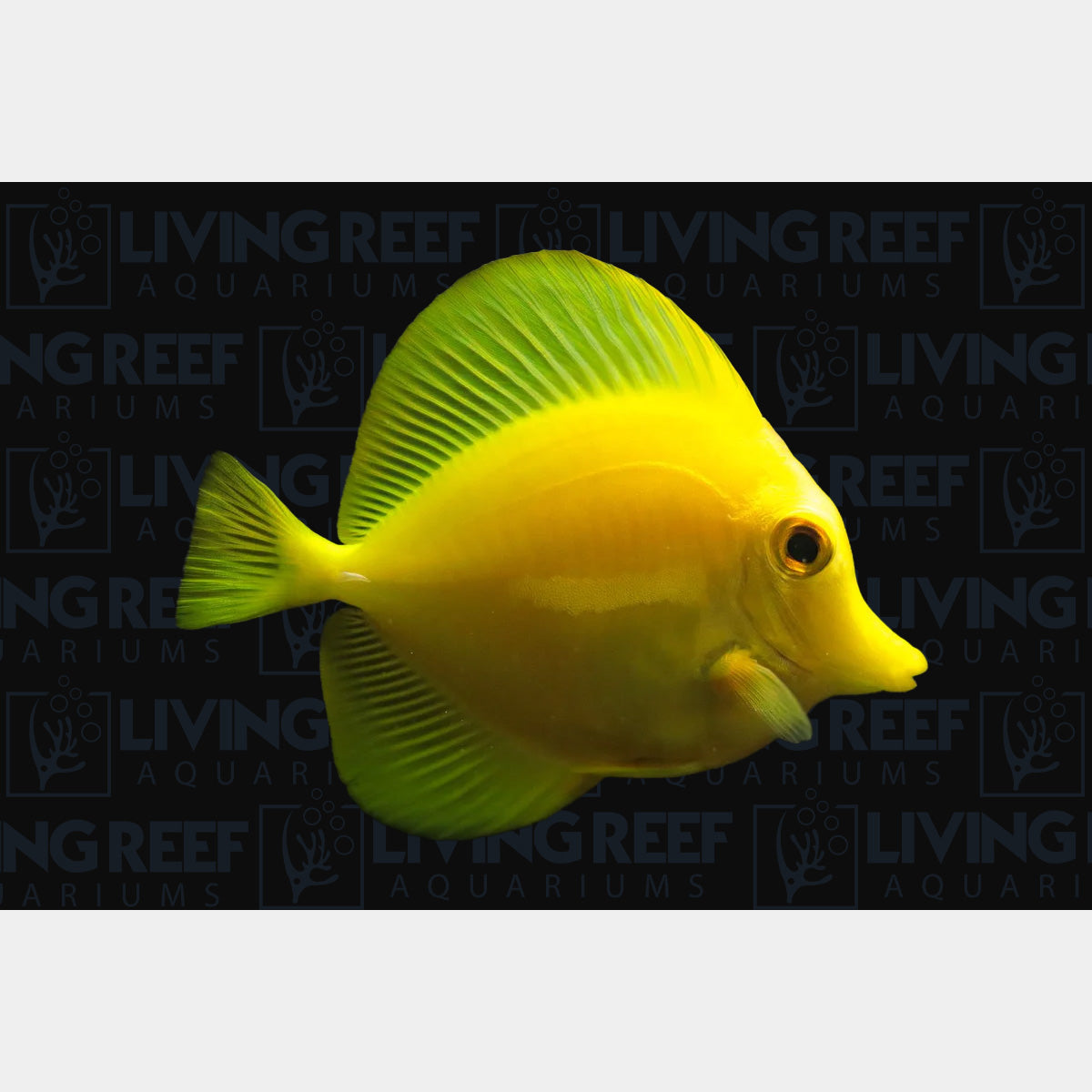 Yellow Tang