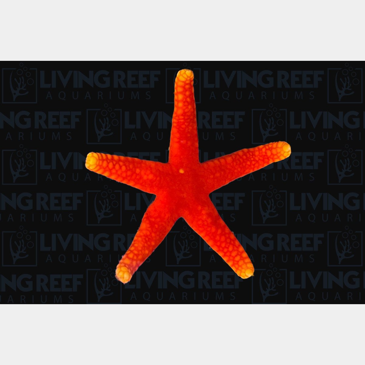 Yellow Tip Red Fromia Starfish