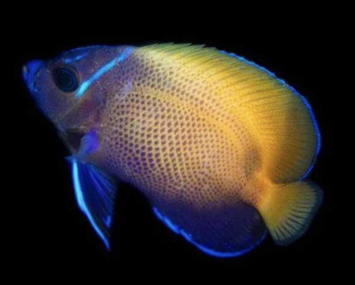 Majestic Angelfish (Biota Captive bred)