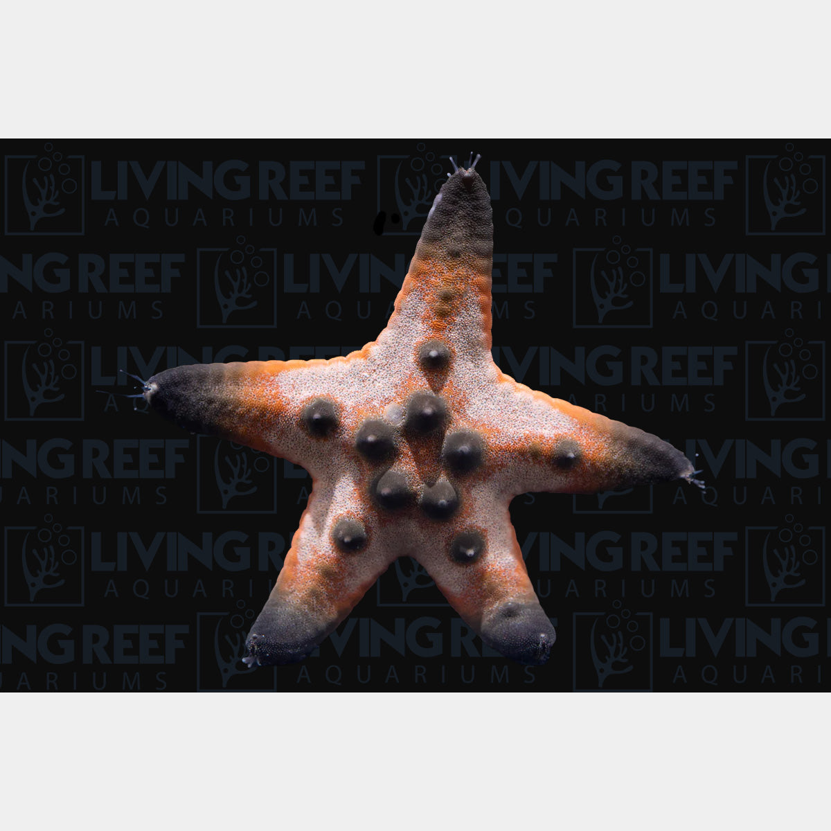 Chocolate Chip Starfish