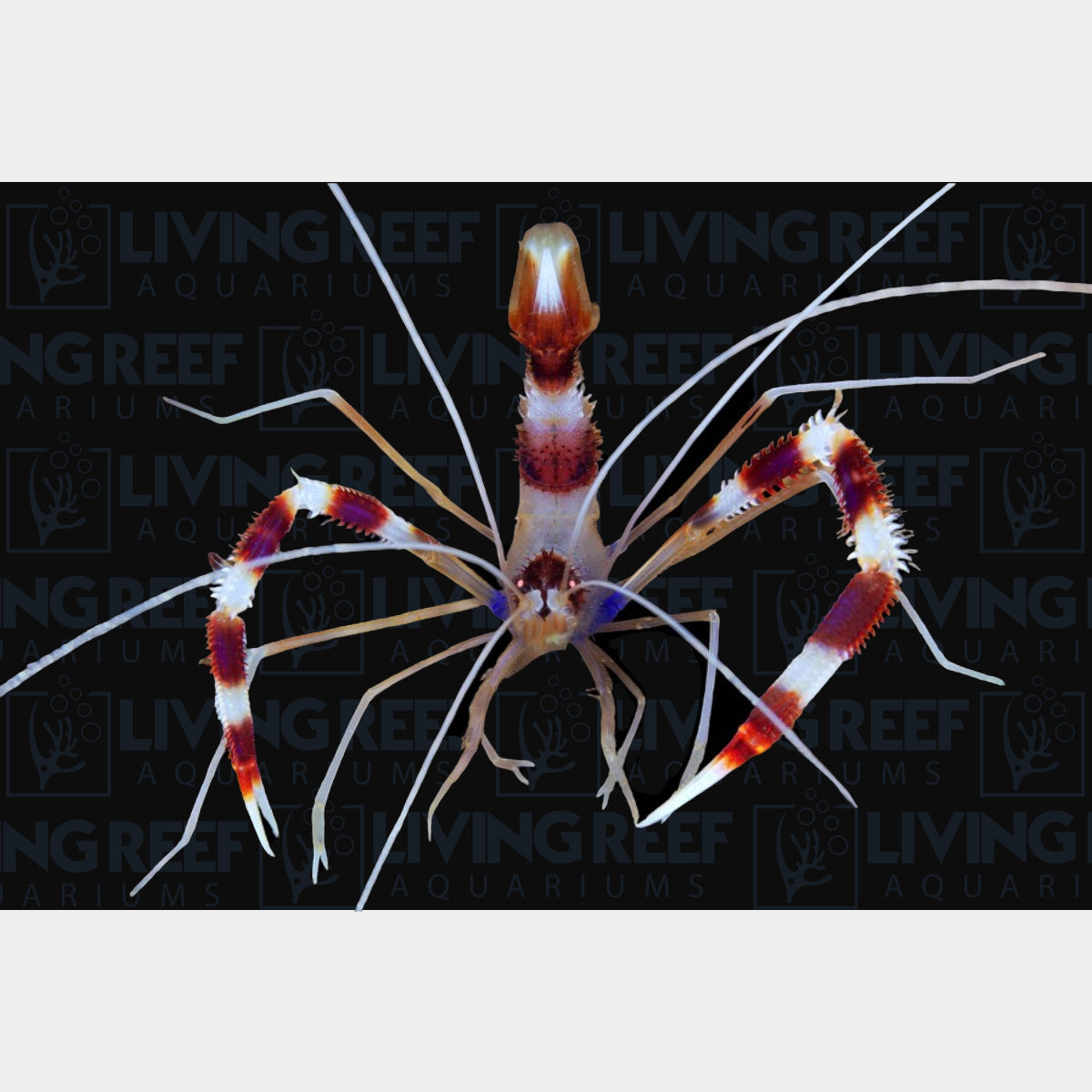 Coral Banded Shrimp