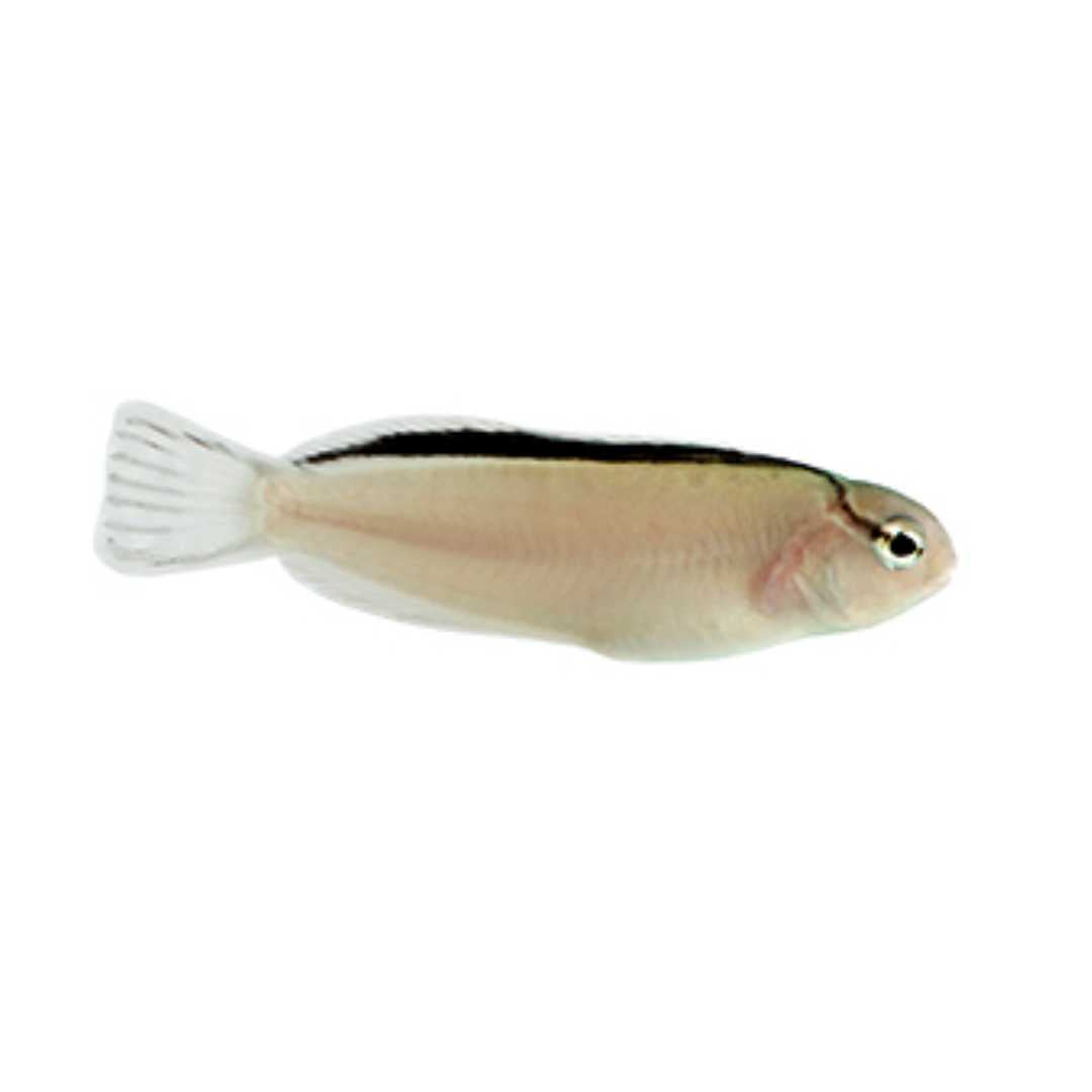 Disco Blenny (Captive Bred)