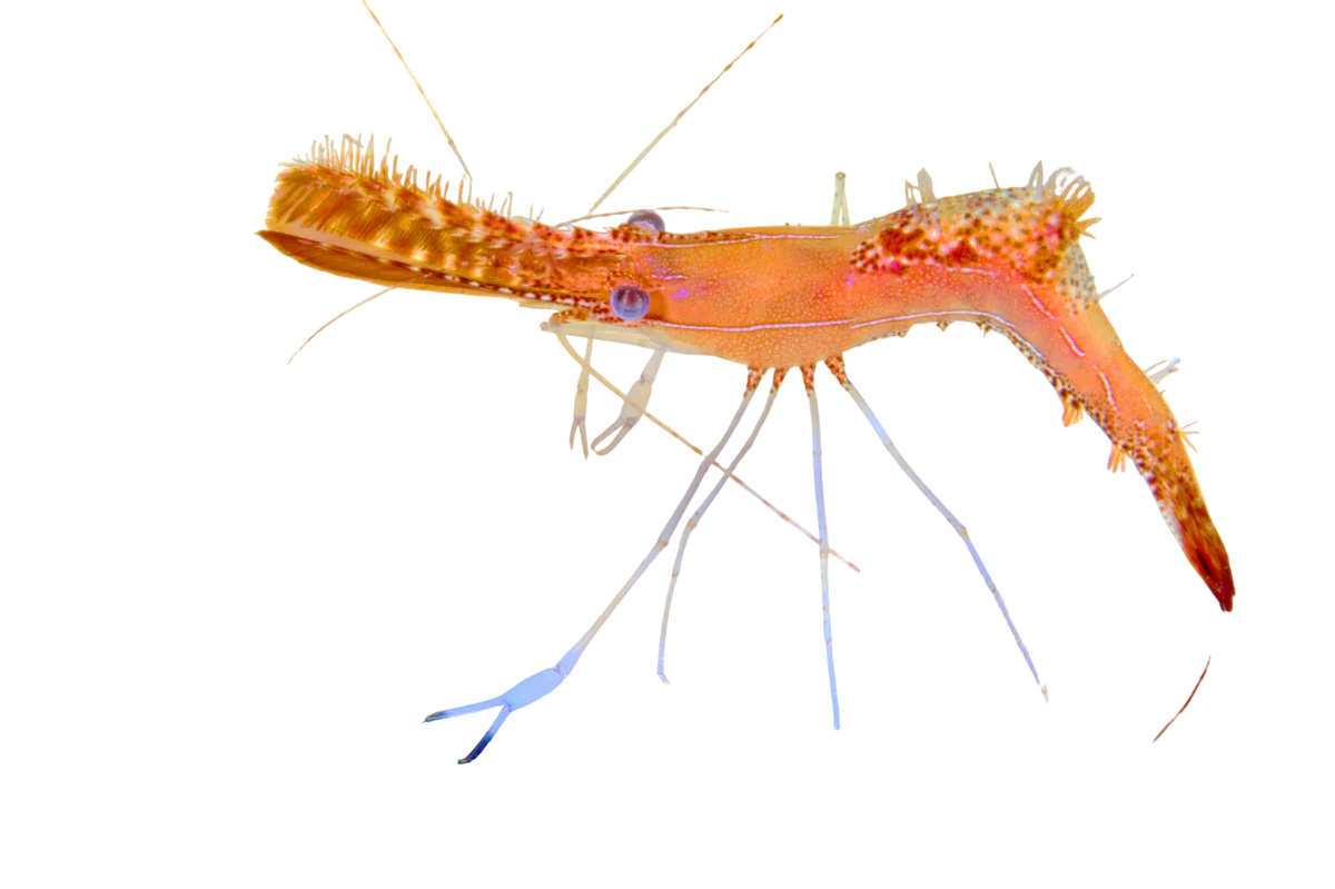 Donald Duck Shrimp