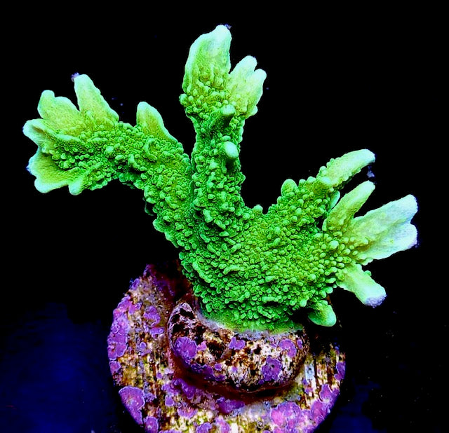 Green Elkhorn Montipora
