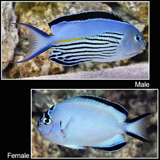 Watanabei angelfish