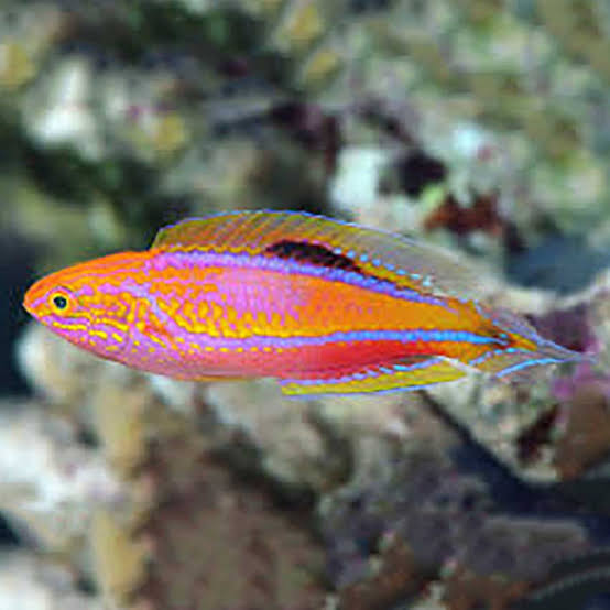 pintail fairy wrasse