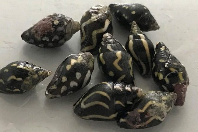 Lightning Dove Snail