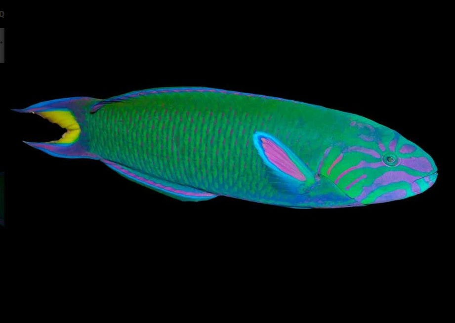 Yellow Lunar Wrasse