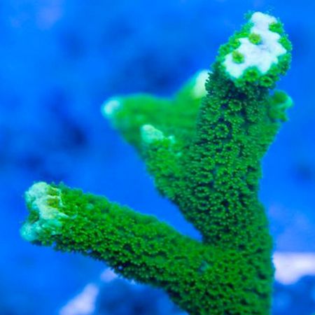 Green Montipora Digitata