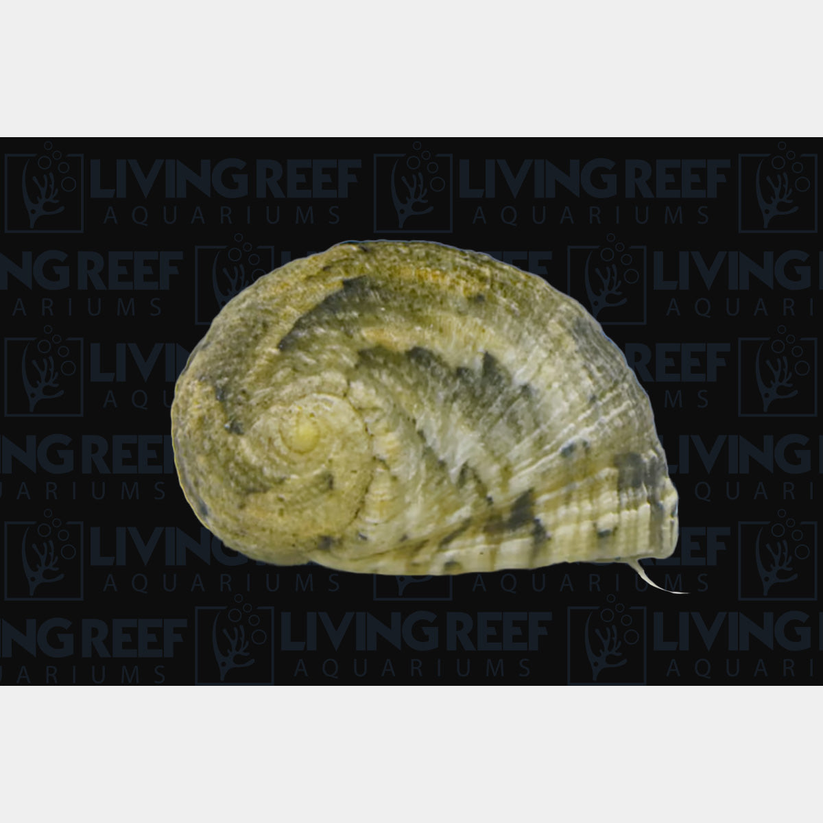 Nerite Snail