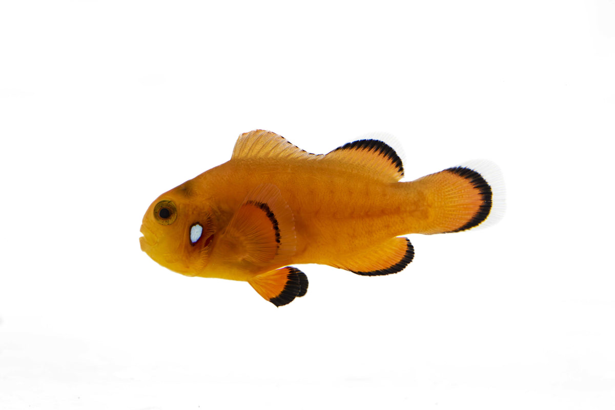 Orange Domino Clown Fish (Captive bred ProAquatix)