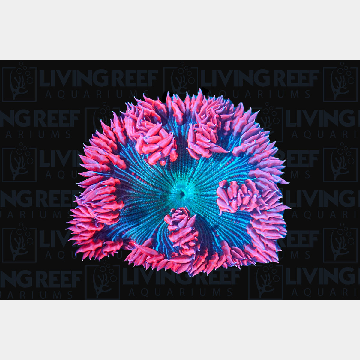 Pink Rock Flower
