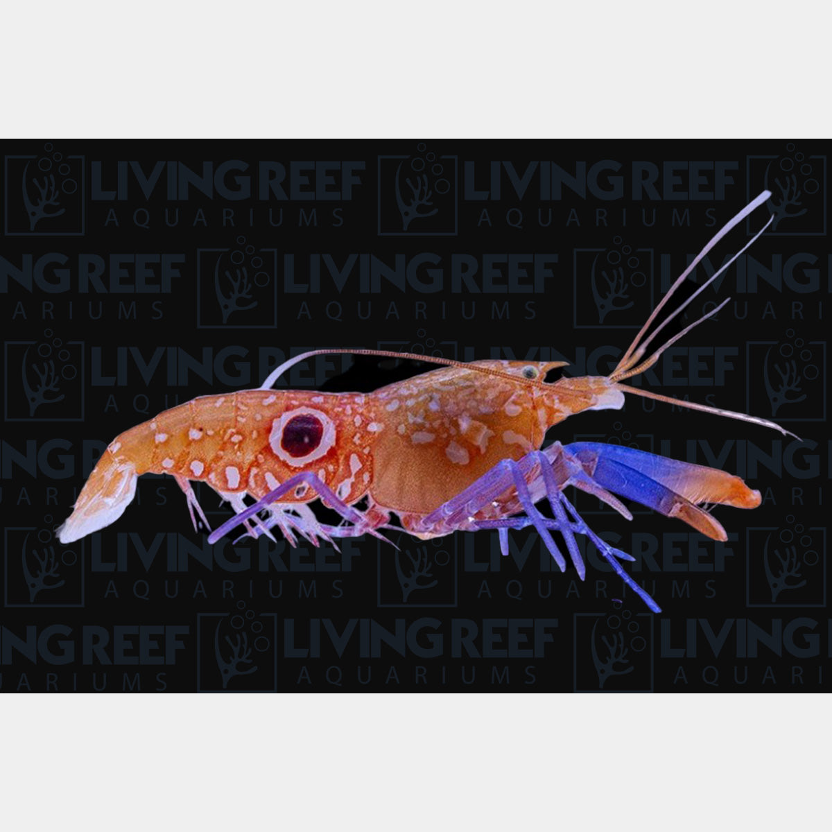 Purple Bullseye Pistol Shrimp