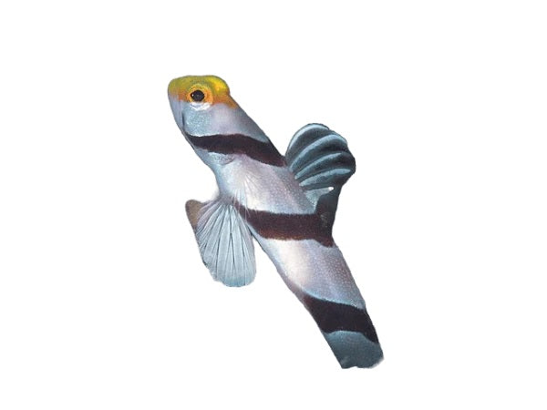 Yellow Face Candy Goby