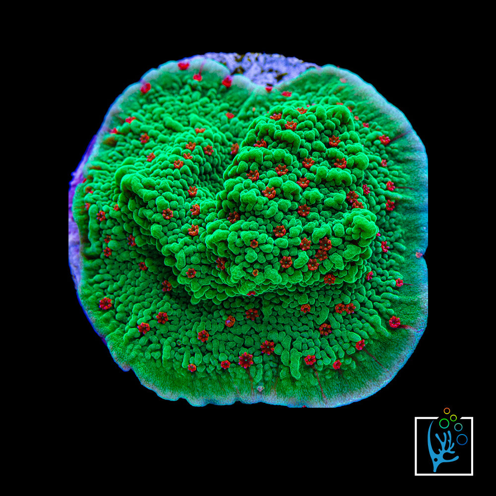 Seasons Greetings Montipora