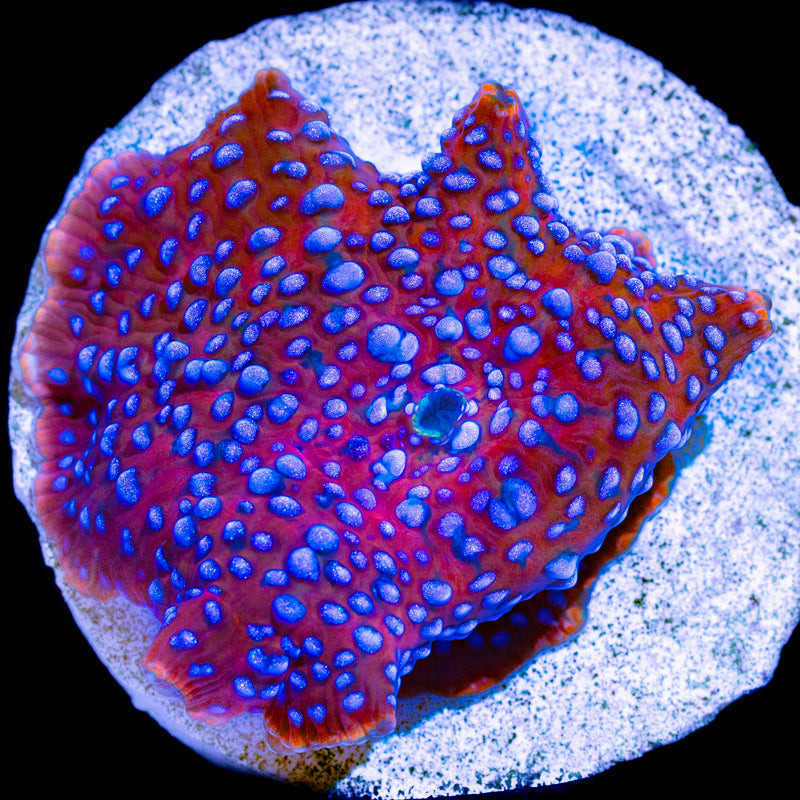 Superman Discosoma Mushroom