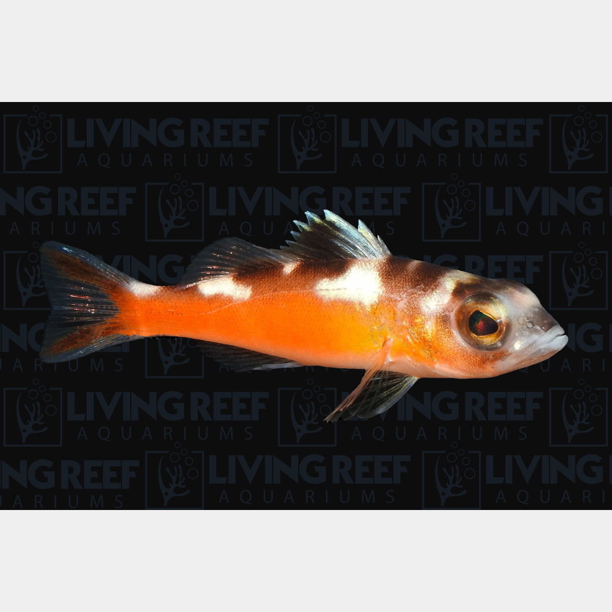 tobacco bass Tobacco Bass tobacco bass Tobacco Bass