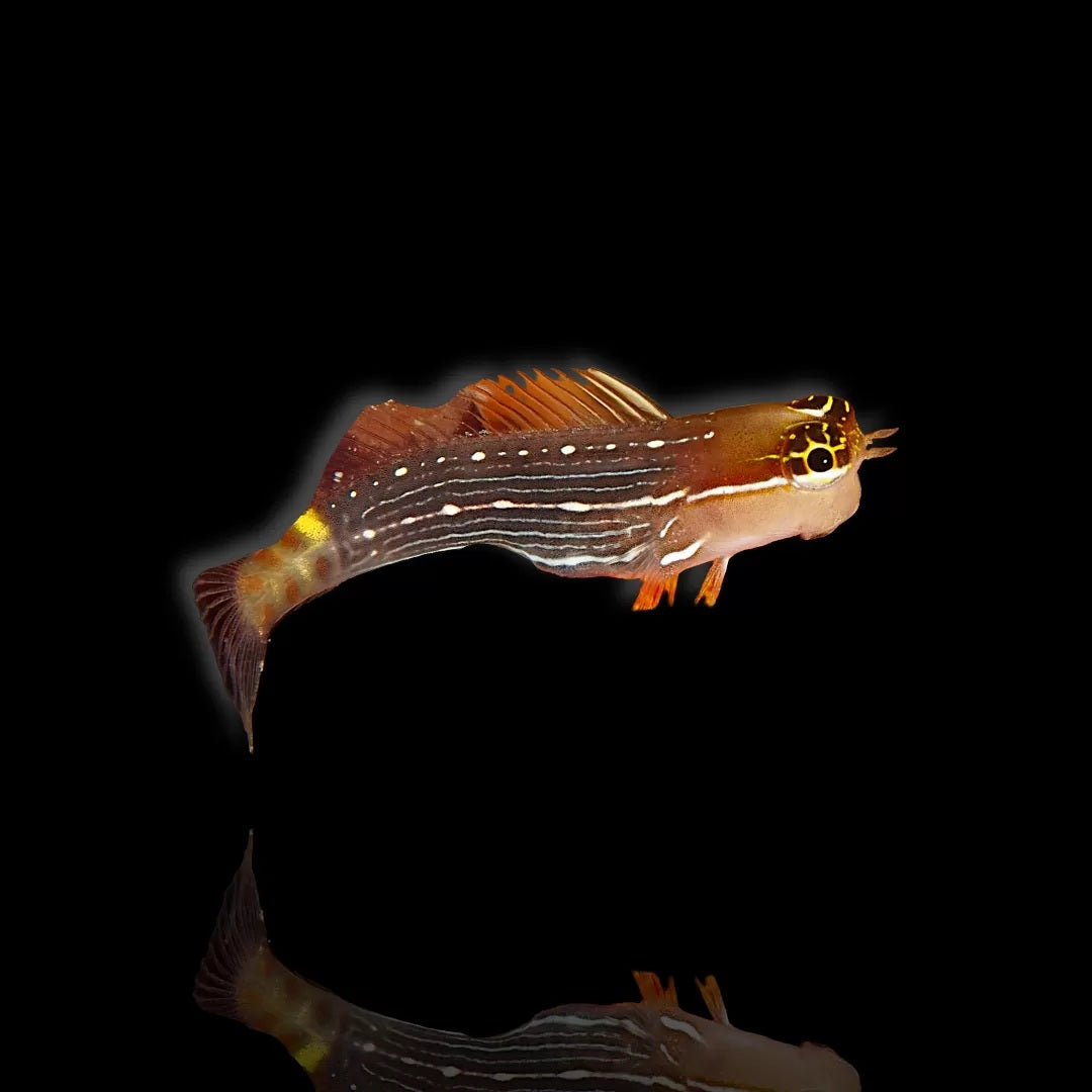 White lined blenny